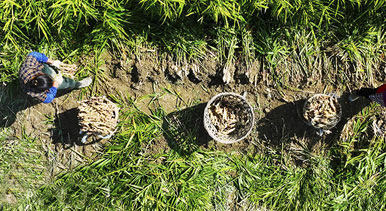 重庆：采挖富锶生姜