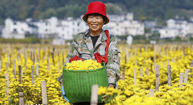 安徽歙县：采摘金丝皇菊