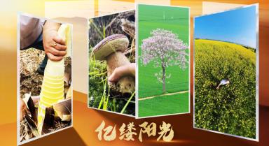 亿缕阳光·乡见｜人间草木